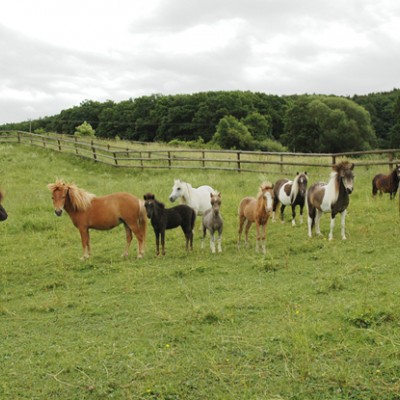 stallion with his mares