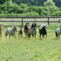mares in summer 2012