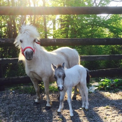 Pam foaled a colt  -  