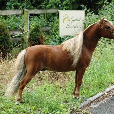 Guest stallion in July