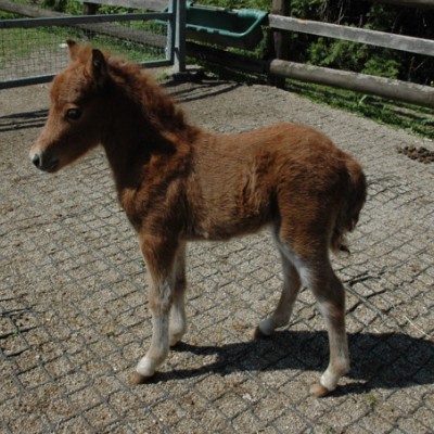 Foal 4