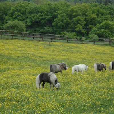 2011 foals are for sale