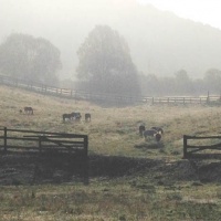 pasture in autumn