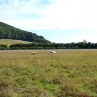 summer pasture