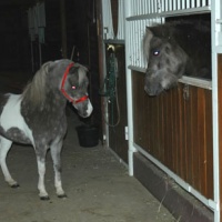 TC and Classic stallion Jamil in winter time