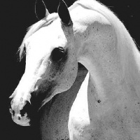 Salon, russian arabian stallion, sold to US