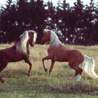 our Classic stallions